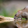 Brown mouse on branch in woods sniffing